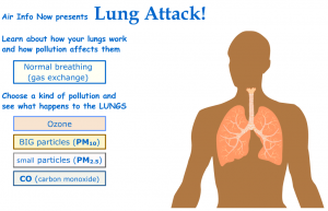 Click on the image to follow an animation on how PM and other airborne toxins affect the body.